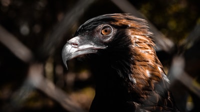 Narrow brown bird
